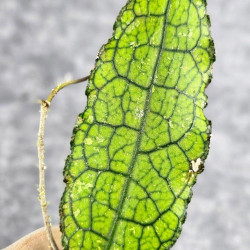 Hoya Clemensiorum Aceh #036 Long   