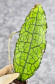 Hoya Clemensiorum Aceh #036 Long   