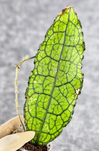 Hoya Clemensiorum Aceh #036 Long   