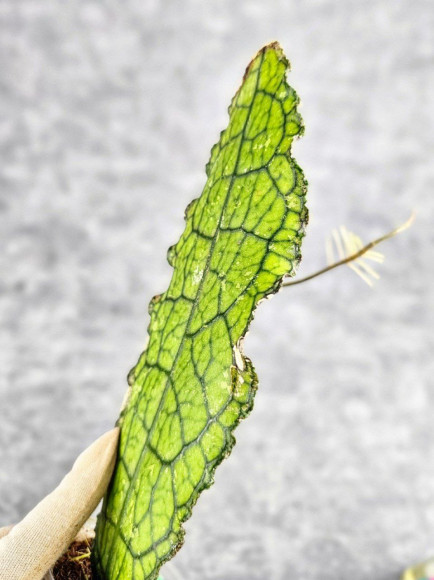 Hoya Clemensiorum Aceh #036 Long   