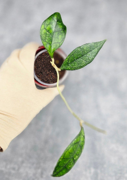 Hoya Clemensiorum Sarawak #002   