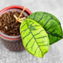 Hoya Calistophylla Chibi   