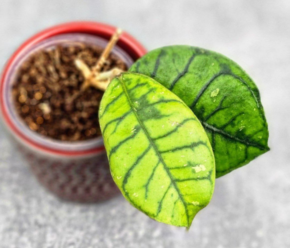 Hoya Calistophylla Chibi   