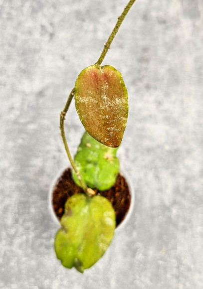 Hoya Caudata Aceh Red Leaf Hoya Caudata Aceh Red Leaf