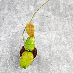 Hoya Caudata Aceh Red Leaf   