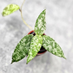 Hoya Caudata Aceh High Splash 