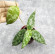 Hoya Caudata Aceh High Splash 