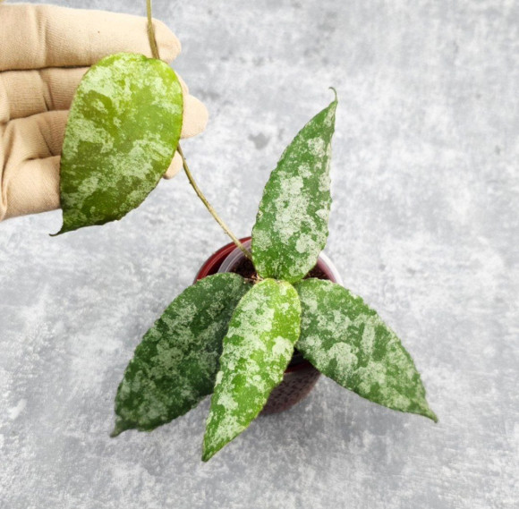 Hoya Caudata Aceh High Splash 