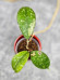 Hoya Sp Kalbar  