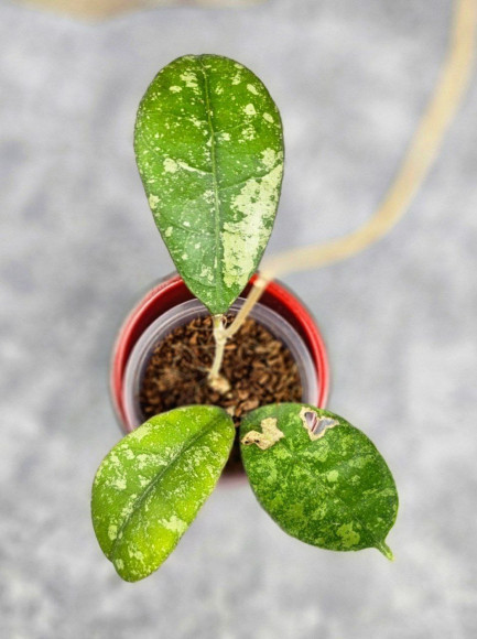 Hoya Sp Kalbar  
