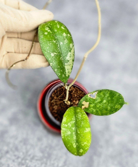 Hoya Sp Kalbar Hoya Sp Kalbar