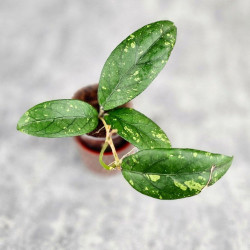 Hoya Sp. Takengong Splash 