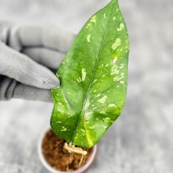 Hoya Sp. Aceh Kedah Splash