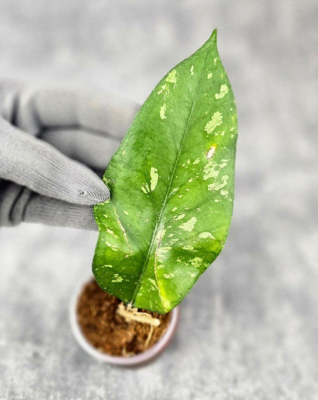 Hoya Sp. Aceh Kedah Splash