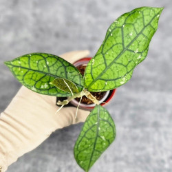 Hoya Clemensiorum Aceh #012                          