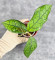 Hoya Clemensiorum Aceh #012                          
