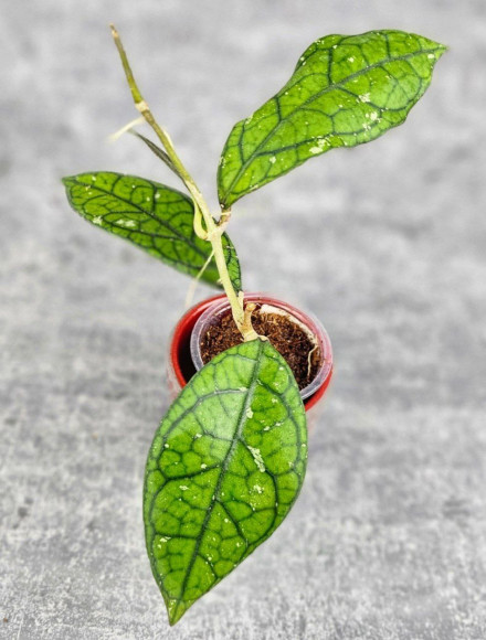 Hoya Clemensiorum Aceh #012                          