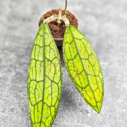 Hoya Clemensiorum Aceh ar #017