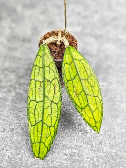 Hoya Clemensiorum Aceh ar #017 Hoya Clemensiorum Aceh ar #017