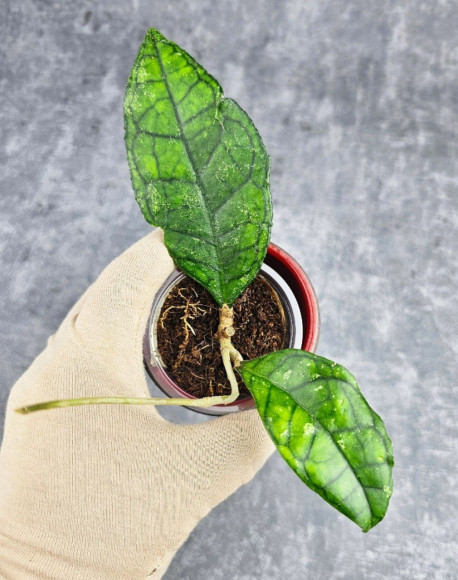 Hoya Clemensiorum Sarawak #002   