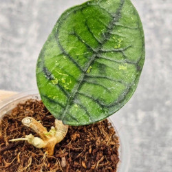 Hoya Calistophylla Chibi  