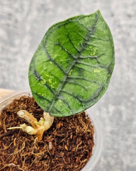 Hoya Calistophylla Chibi  