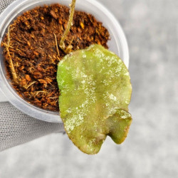 Hoya Caudata Aceh Red Leaf    