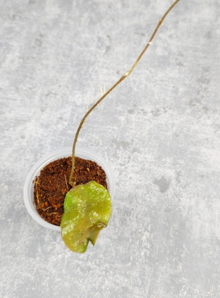 Hoya Caudata Aceh Red Leaf Hoya Caudata Aceh Red Leaf