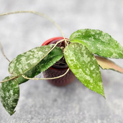 Hoya Caudata Aceh High Splash 