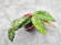 Hoya Caudata Aceh High Splash 