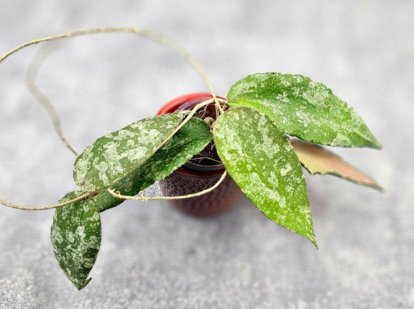 Hoya Caudata Aceh High Splash 