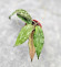 Hoya Caudata Aceh High Splash 