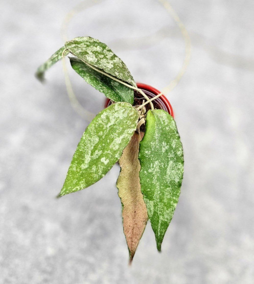 Hoya Caudata Aceh High Splash Hoya Caudata Aceh High Splash