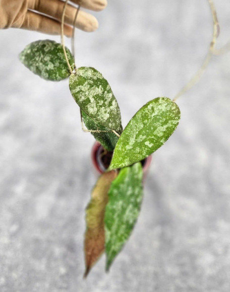 Hoya Caudata Aceh High Splash Hoya Caudata Aceh High Splash