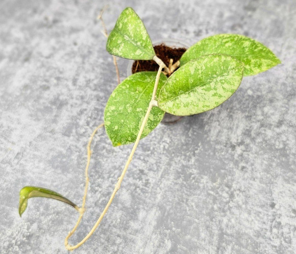 Hoya Sp Kalbar  