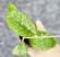 Hoya Sp Kalbar  