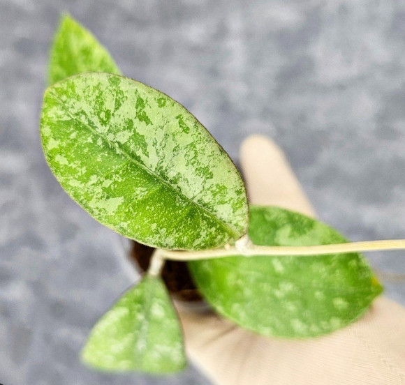 Hoya Sp Kalbar Hoya Sp Kalbar