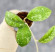Hoya Sp Kalbar  