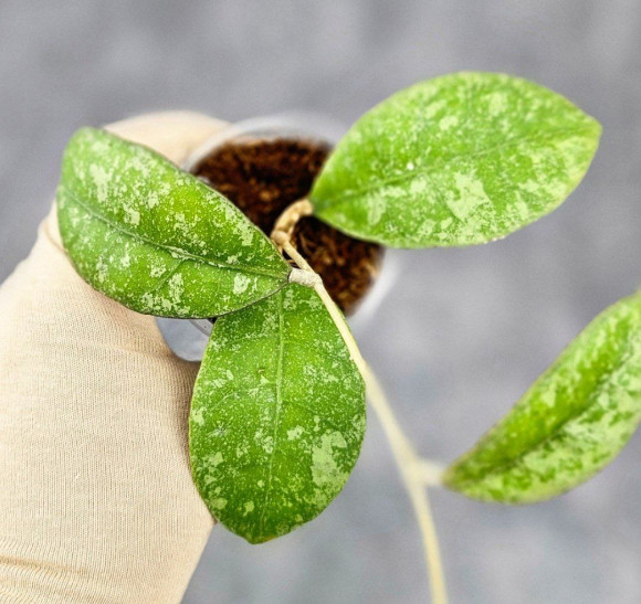 Hoya Sp Kalbar Hoya Sp Kalbar