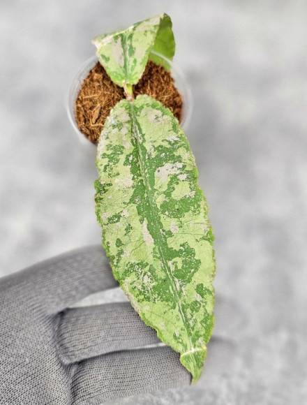 Hoya Undulata Aceh Silver Hoya Undulata Aceh Silver