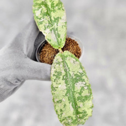 Hoya Undulata Aceh Silver 