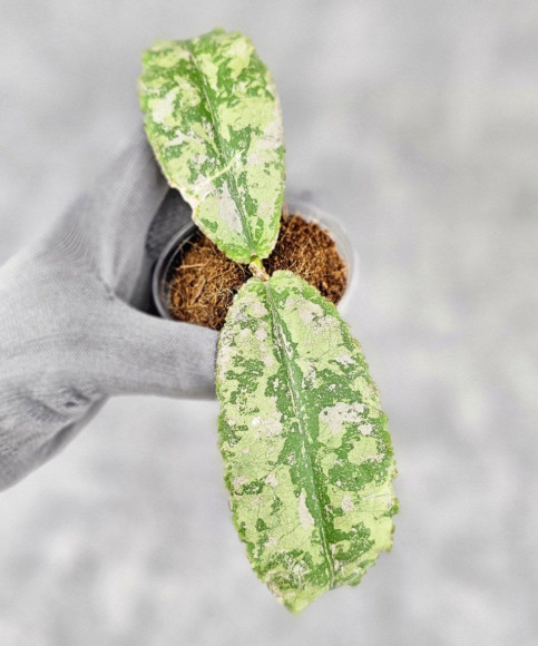 Hoya Undulata Aceh Silver Hoya Undulata Aceh Silver