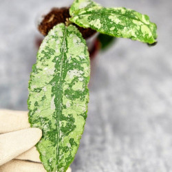 Hoya Undulata Aceh Silver 