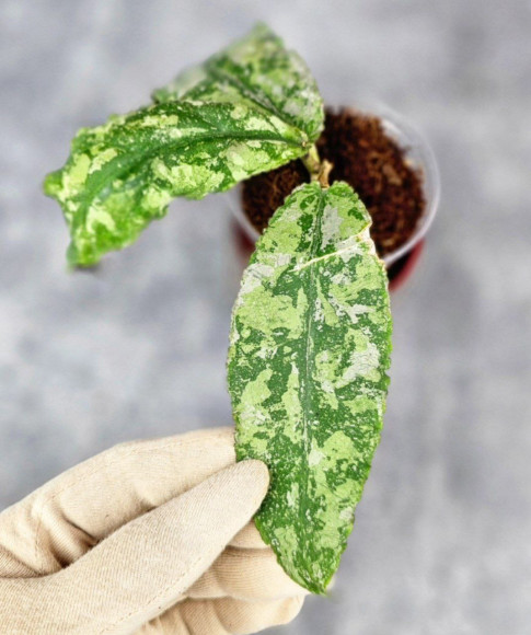 Hoya Undulata Aceh Silver Hoya Undulata Aceh Silver