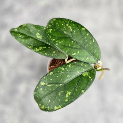 Hoya Sp. Takengong Splash 