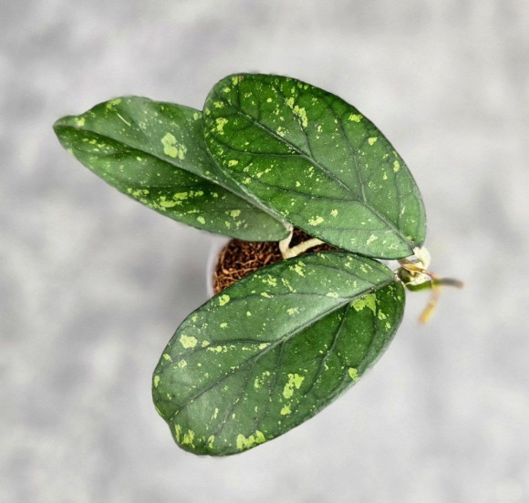 Hoya Sp. Takengong Splash Hoya Sp. Takengong Splash