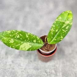 Hoya Sp. Aceh Kedah Splash 