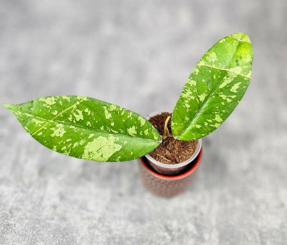 Hoya Sp. Aceh Kedah Splash 