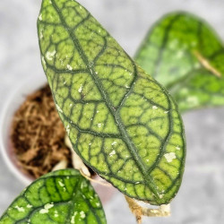 Hoya Clemensiorum Aceh #012                          