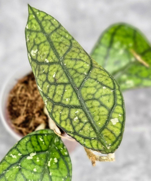 Hoya Clemensiorum Aceh #012                          